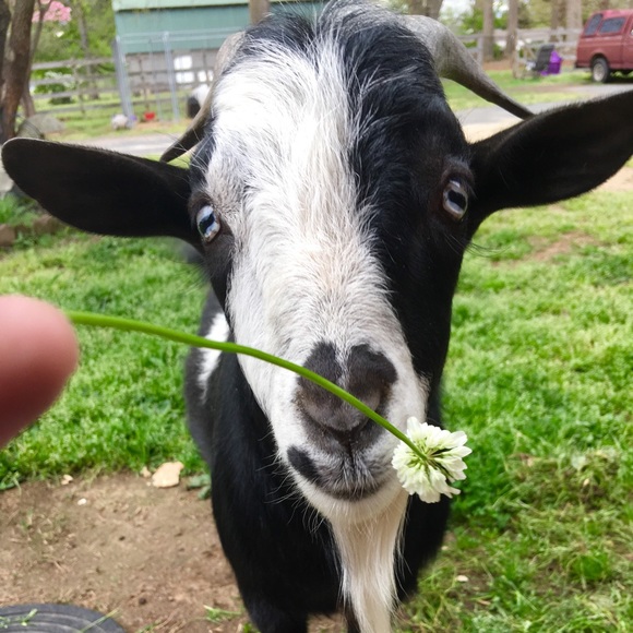 Meet your Posher, Amy - Picture 3 of 8
